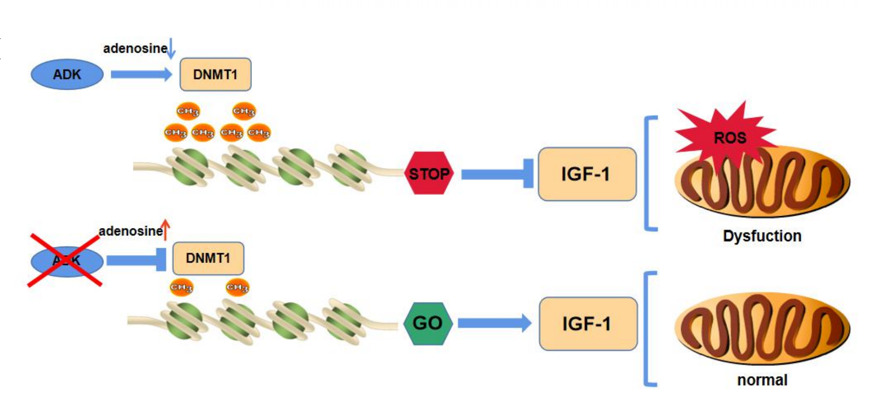 真邁生物GenoLab M平臺助力復(fù)旦大學(xué)附屬中山醫(yī)院心肌缺血再灌注損傷研究